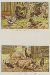 Farmyard Scenes